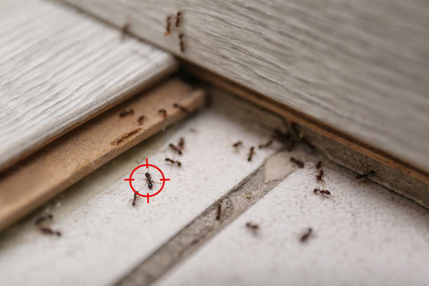Best Best Pest Control Companies  in Springdale, OH