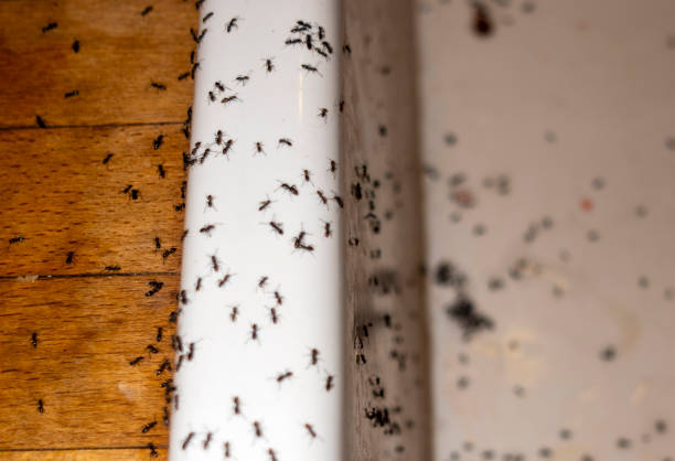 Best Insect Control  in Springdale, OH