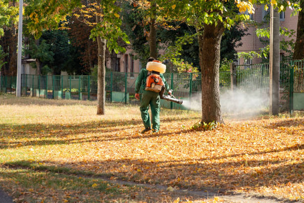 Best Termite Control Services  in Springdale, OH