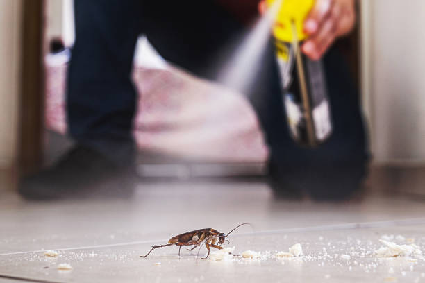 Best Spider Control Near Me  in Springdale, OH